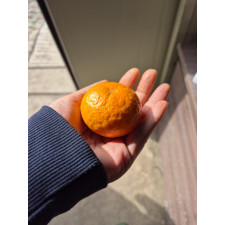 (산지직송) 서귀포 남원 위미 맛있는 노지감귤 [로얄위주혼합]