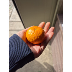 (산지직송) 서귀포 남원 위미 맛있는 노지감귤 [로얄위주혼합]