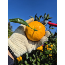 (산지직송) 서귀포 남원 위미 맛있는 노지감귤 [로얄위주혼합]