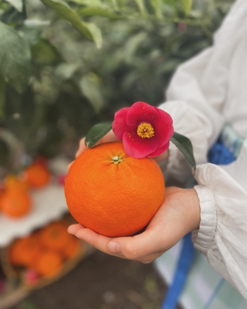 (산지직송) 레드향 [선물용] 서귀포 남원 하우스