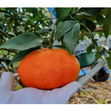 (산지직송) 레드향 