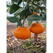 (산지직송) 레드향 