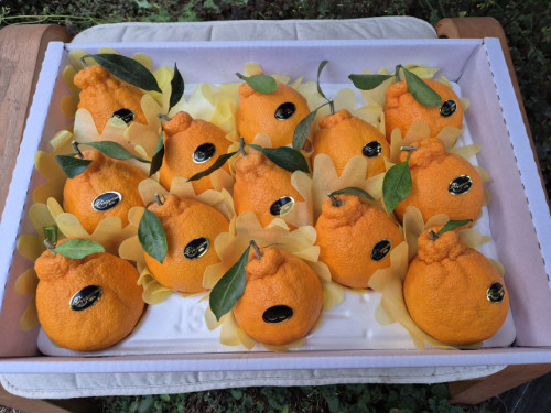 (산지직송) 한라봉 [선물용] 서귀포 남원 하우스