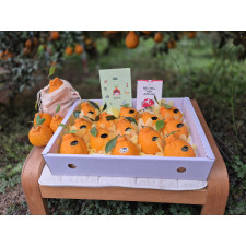 (산지직송) 한라봉 [선물용] 서귀포 남원 하우스