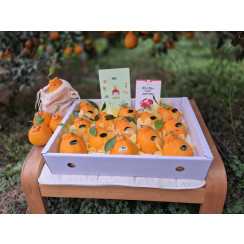 (산지직송) 한라봉 [선물용] 서귀포 남원 하우스