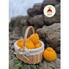 (산지직송) 한라봉 