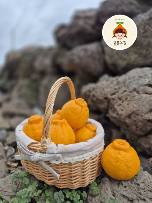 (산지직송) 한라봉 