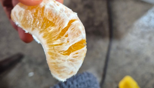 (산지직송) 한라봉 